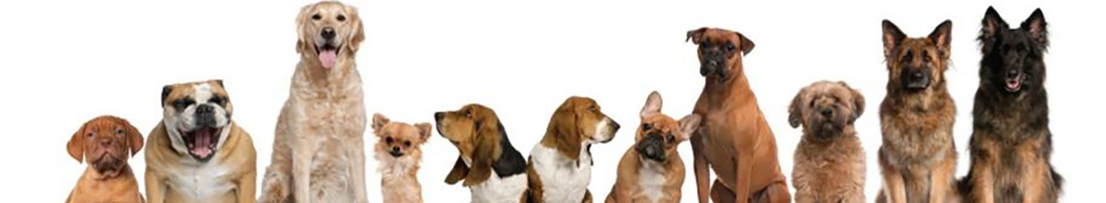 Muskoka District Kennel Club Dog Training, Dog Obedience