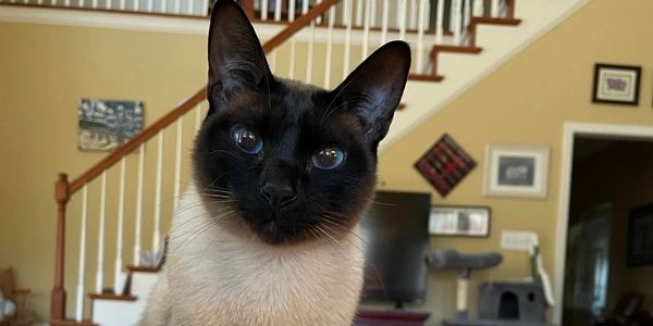 Close-up of a Siamese cat indoors.