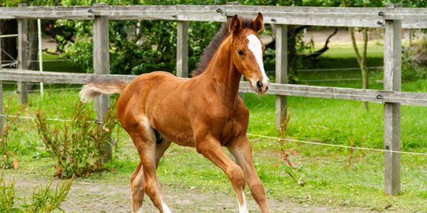 A young chestnut foal with a white blaze runs in a fenced grassy area.
