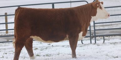 A brown and white cow standing in a snowy fenced area.