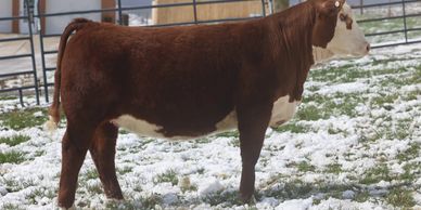 A brown and white cow standing on snowy grass near a metal fence.