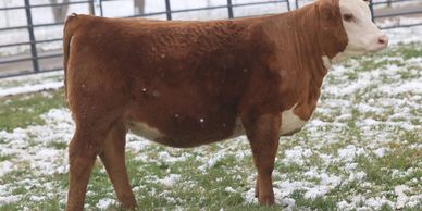 A brown and white cow standing on snowy grass near a fence.