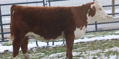 A brown and white cow standing on snowy grass near a metal fence.
