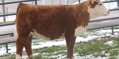 A brown and white calf standing on snowy grass near a metal fence.