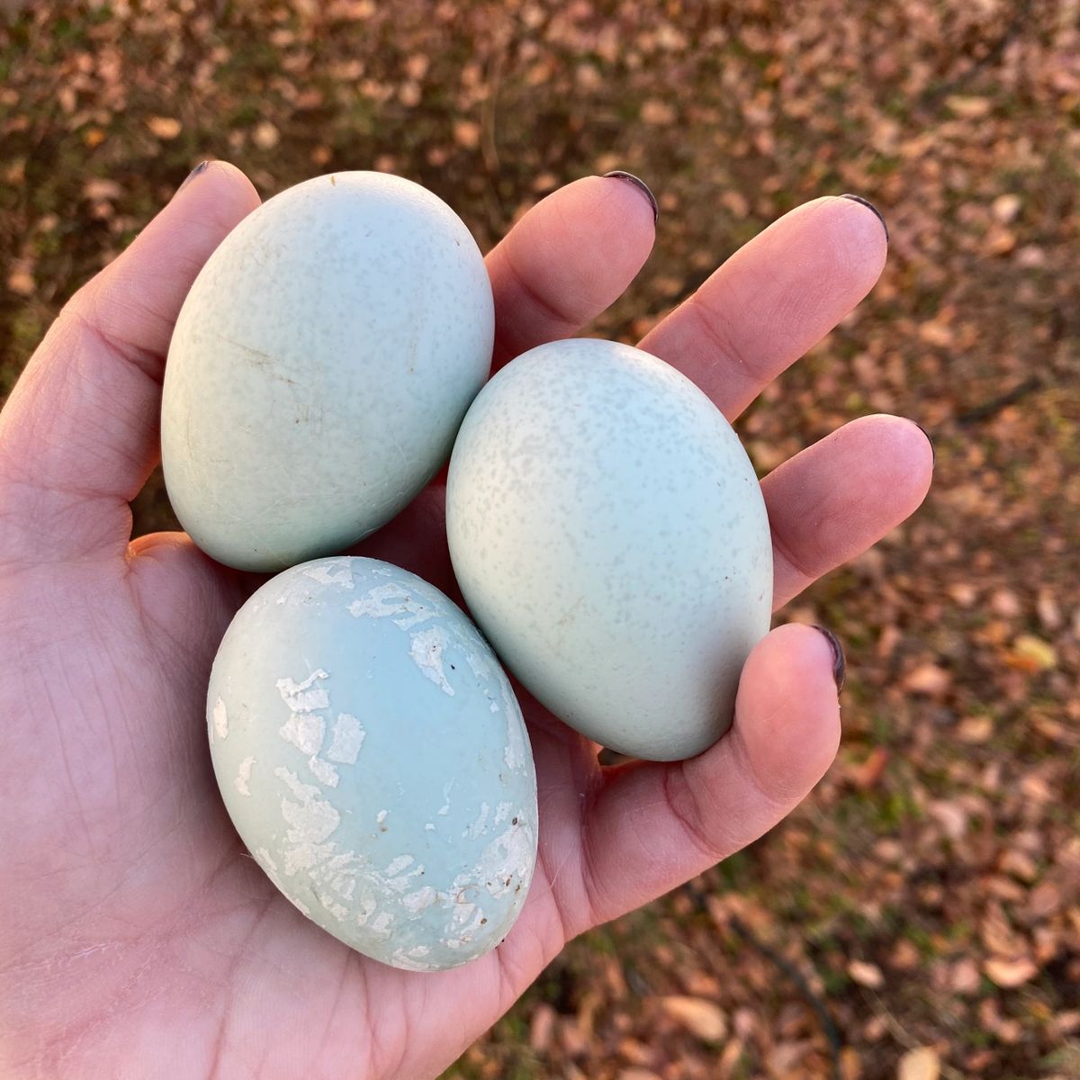 lavender ameraucana eggs