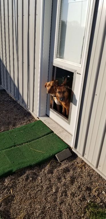 Two dogs looking out the doggy door.