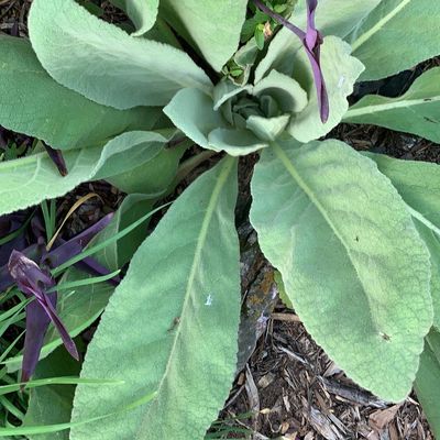 Close-up of fuzzy green leaves with a soft texture growing from the ground.