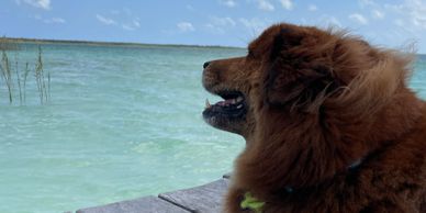 A brown fluffy dog sitting on a dock looking at turquoise water under a blue sky.