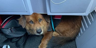 A brown dog lying under a car seat looking up.