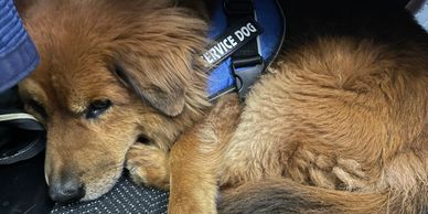 A service dog resting inside a vehicle, wearing a blue service dog vest.