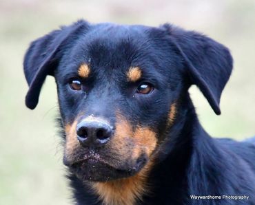Mojo Butters  He is a 1 year old special needs beautiful rottie.  

