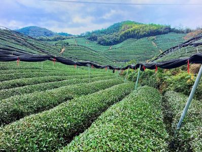 Matchia Matcha Tea Farm. Matcha wholesale with stable supply and local support in the Bay Area