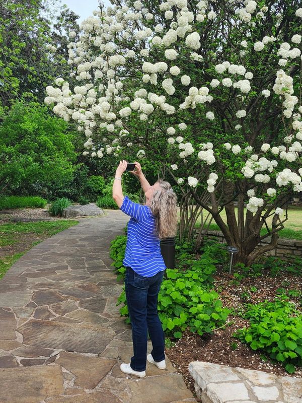 Woman in blue shirt taking photo of blossoming white flowers on tree.