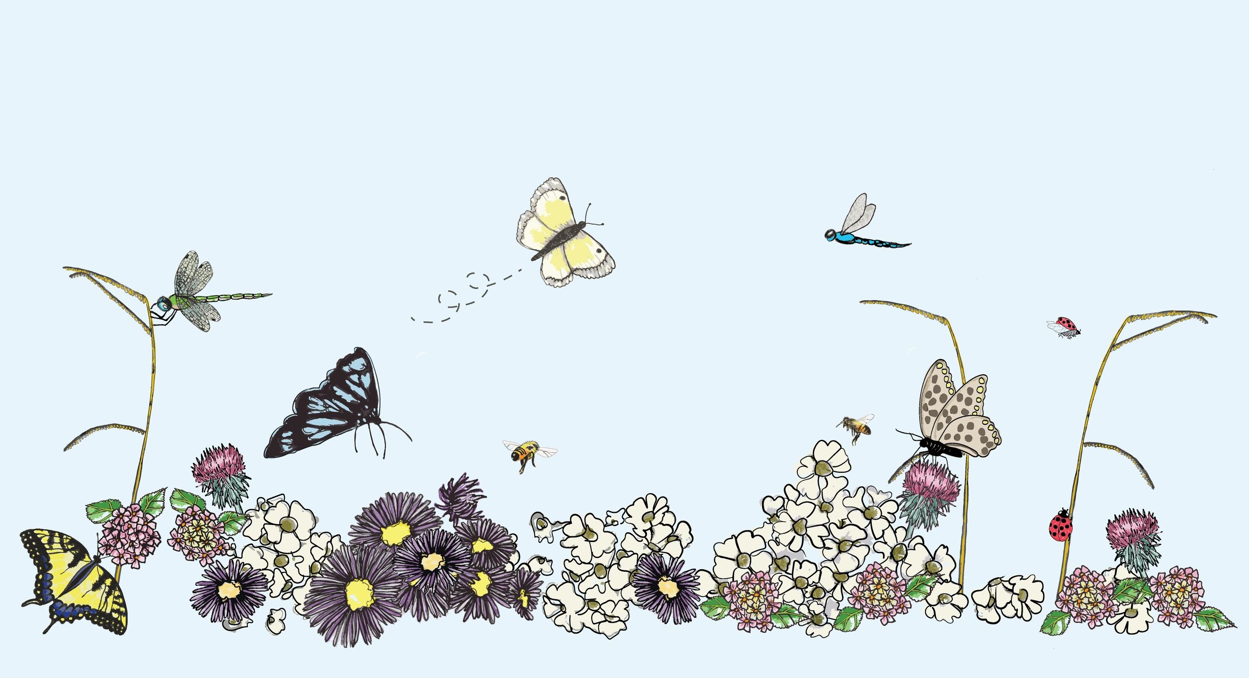 Wildflower Ballet Collection