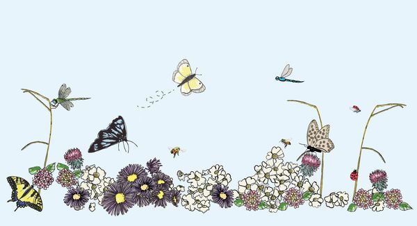 Wildflower Ballet Collection