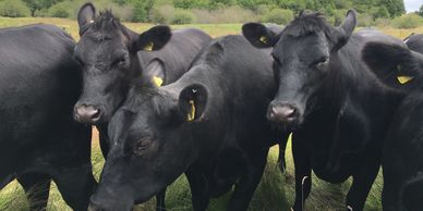 Halstead's Black Angus Beef Farm