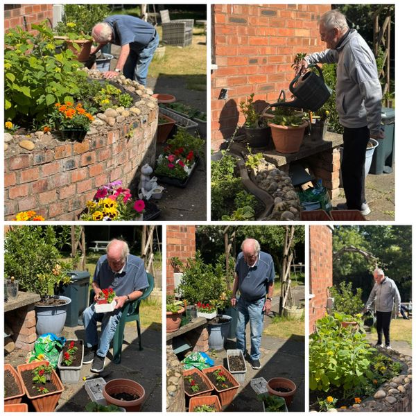 Elderly man tending to a garden with various plants and flowers.