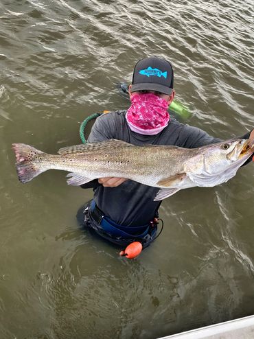 Trophy speckled trout 