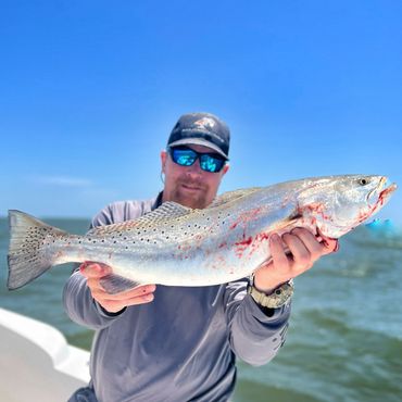 Huge speckled trout for a customer 