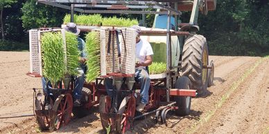 Transplanting Sweet Sorghum