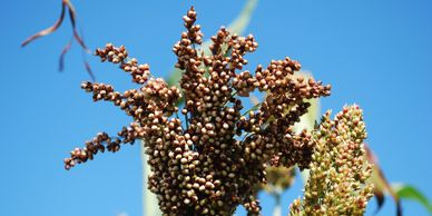 Umbrella Sweet Sorghum Variety