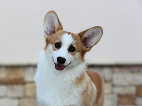 Happy corgi dog with big ears.