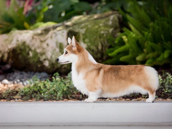 Side profile of a fluffy, brown and white dog outdoors.