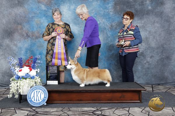 A Pembroke Welsh Corgi wins a dog show award.