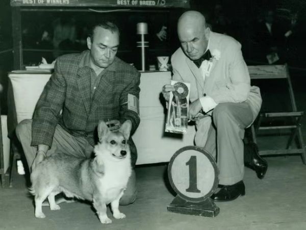 Man and judge with winning corgi dog at a dog show.