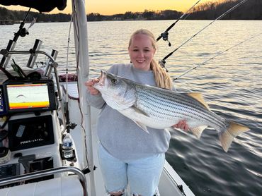 A woman proudly holding a large striped bass on a boat during sunset.