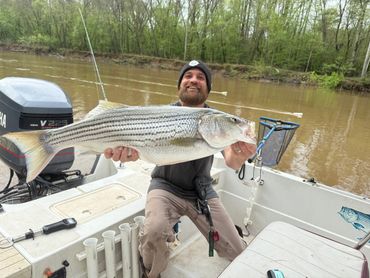 A man proudly holding a large striped bass on a boat.
