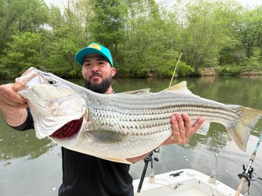 Man proudly holding a large striped bass on a boat.