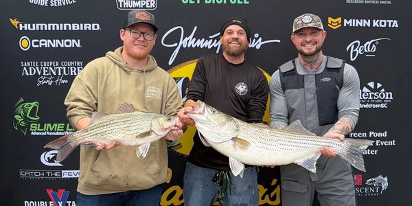 Three men proudly holding large striped bass fish at a fishing event.