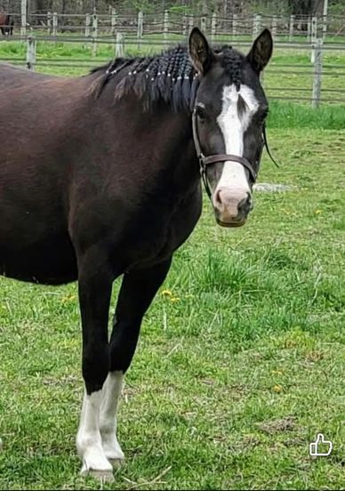 Black horse with white markings on face and legs in a green field.
