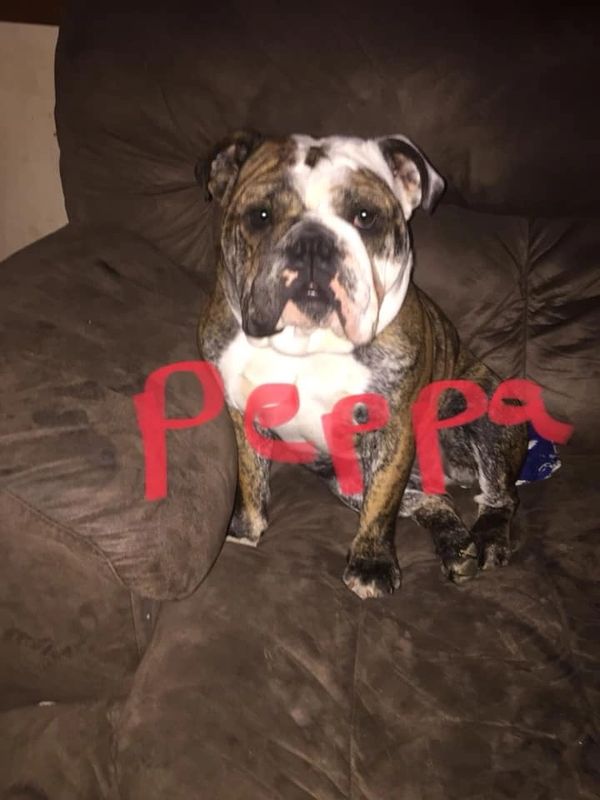 This is Peppa, she started it all. She has had 2 wonderful litters. She is retired now.