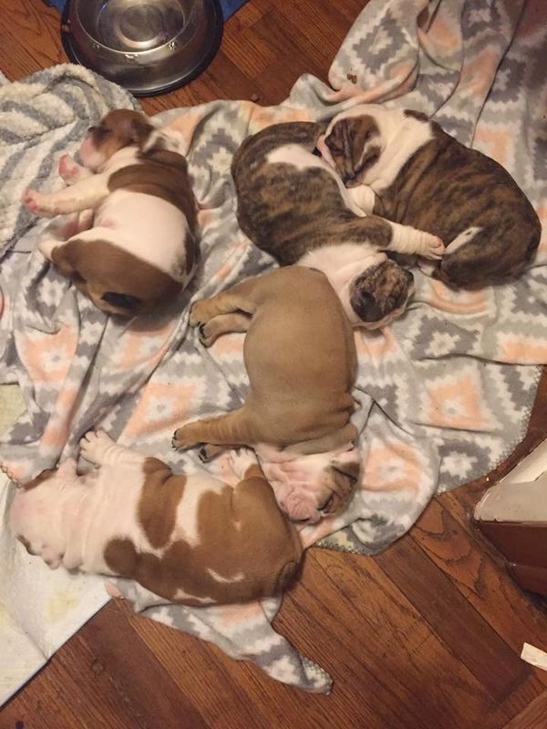 Peppa's 1st litter- Sally, Peggy, Peppermint Patty, Lucy, Frieda, and June Bug(RIP)