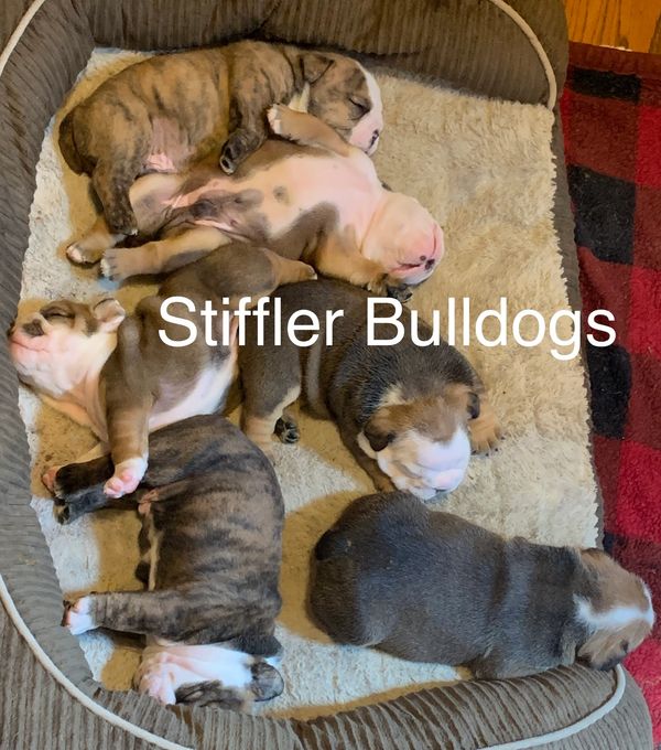Peppa's 2nd litter. Bam-bam, Roxy, Dino, Fred, Pebbles, and Stoney