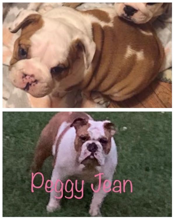 This is Peggy Jean. She was born 6-16-2018. She is one of our Dams and just had a litter 6-28-2020