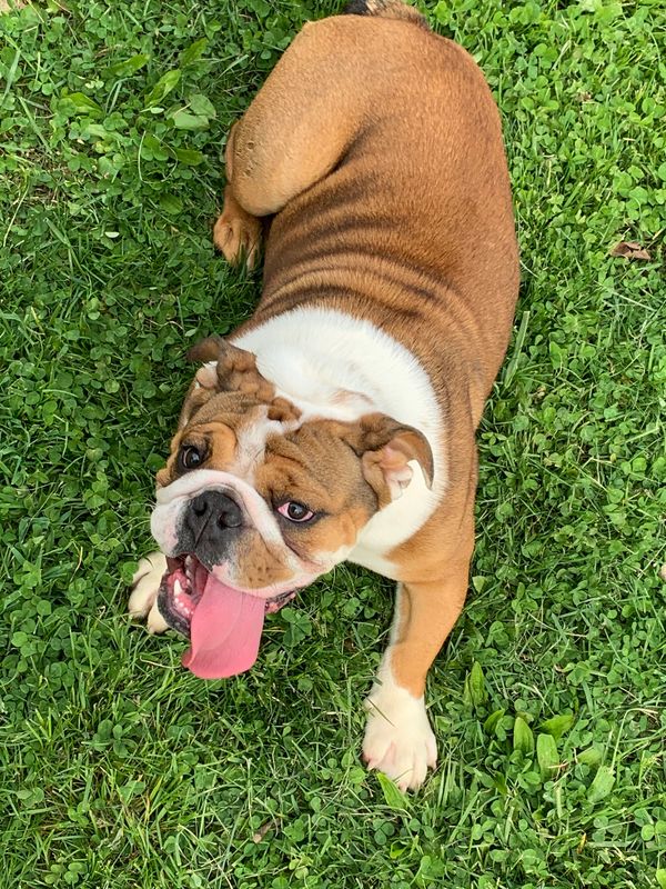 This is Pebbles. She was born 8-20-2019. She is a Tri-Carrier and clear on HUU, CMR1, and DM.