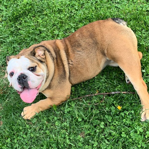 This is Roxy. She was born 8-20-2019. She is a Tri-Carrier.