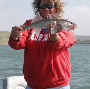 Wilson Fishing – Live Mullet