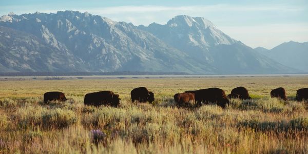 A herd of bison grazes on grassland with mountains in the background.