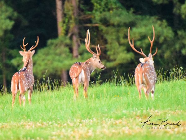 Louisiana Exotic Hunts