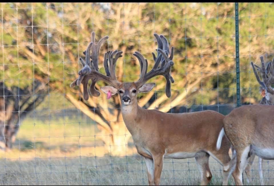 Louisiana Whitetail Deer Hunts