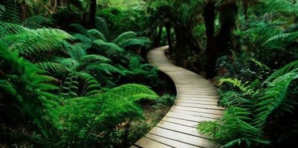 View of a path through lush foliage to assist with Parenting