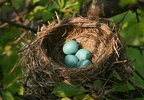The Resting Nest