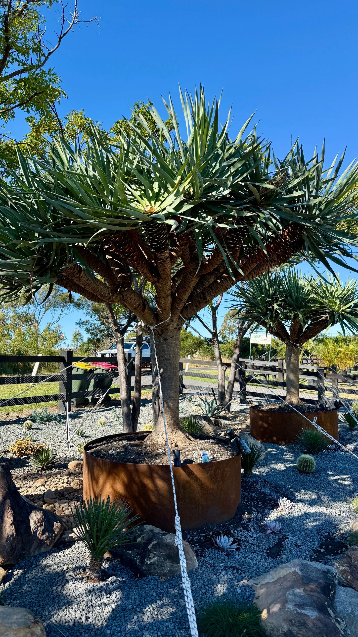 Mini Rangon Tree MASSIVE MULTI-HEADED DRAGON TREES – Dracaena draco – CUSTOM RUSTED ...