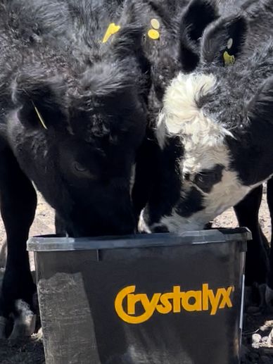 vacas comiendo bloque nutricional 