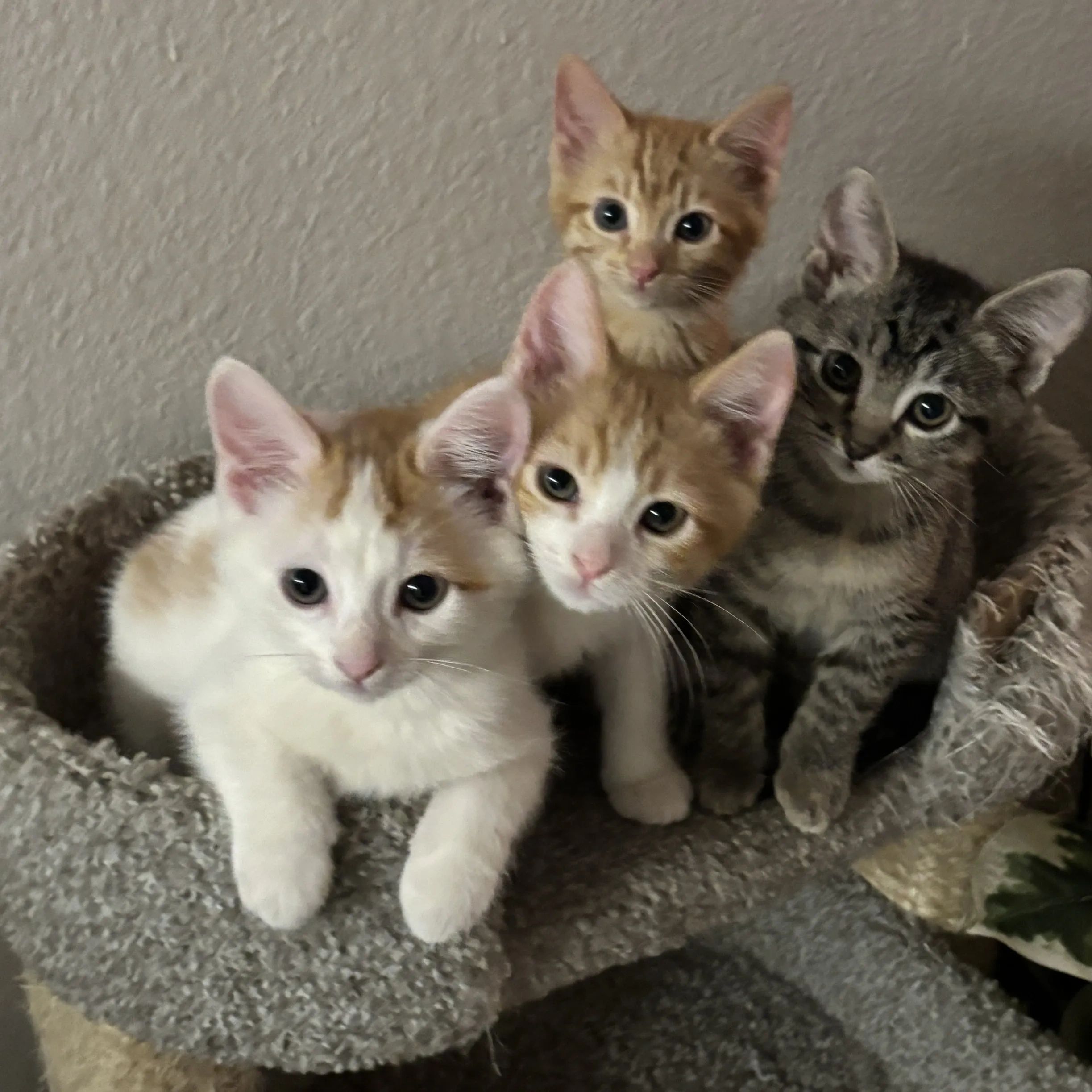 Four curious kittens looking attentively indoors.