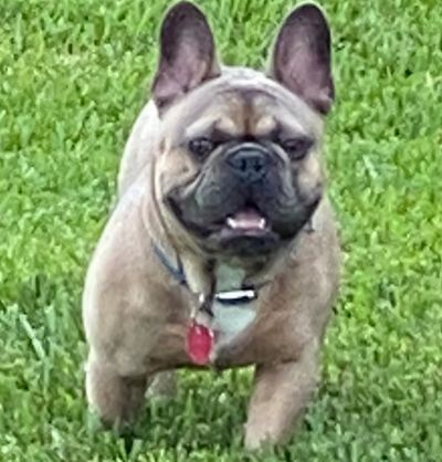 stud service, male frenchy, french bulldog breeder stud, healthy male french bulldog